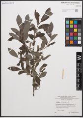 Foto von Salix cinerea L.